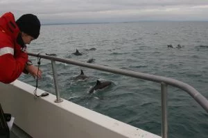 Cork Whale Watch Cetacean Research
