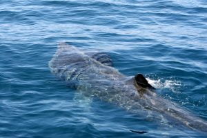 Basking shark on a whale watching trip with Cork Whale Watch