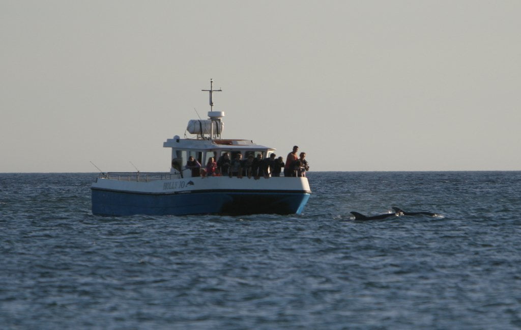 Cork Whale Watch Vessel The Holly Jo