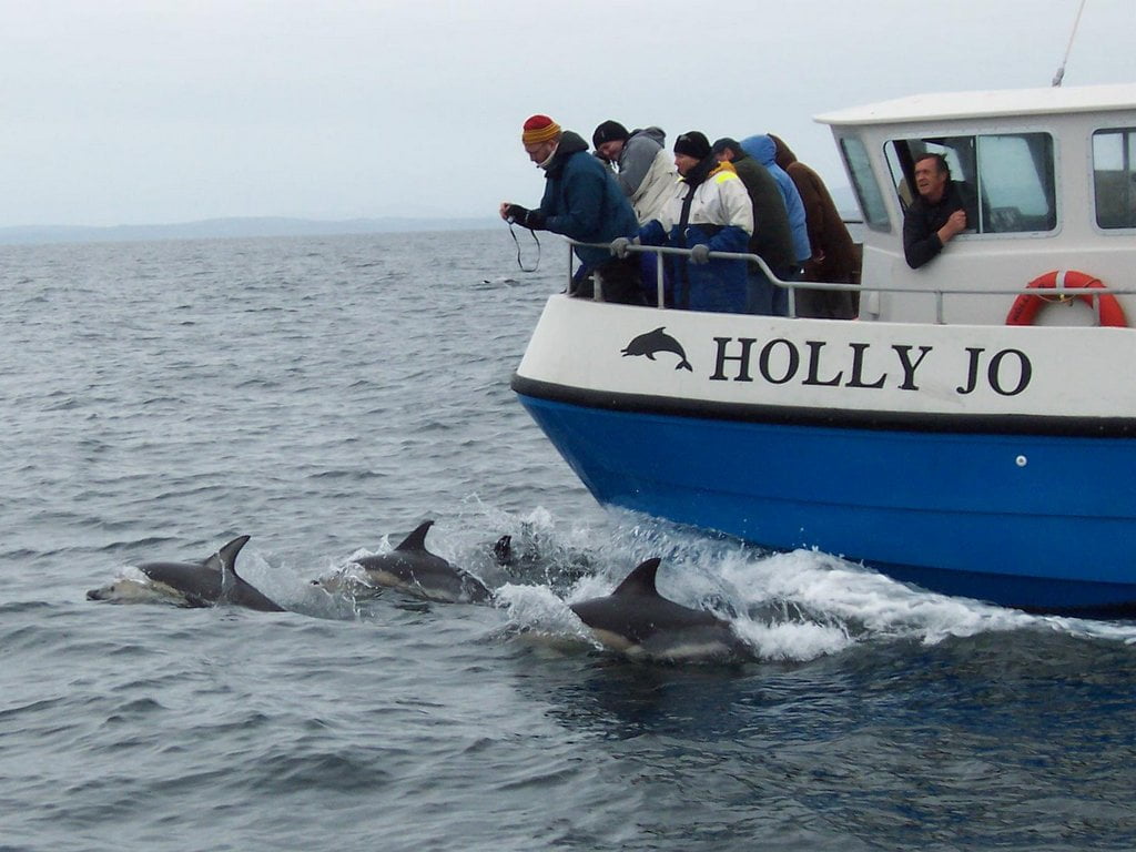 Whale Watching, West Cork, Common Dolphins