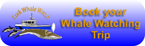 Book whale watching trips in West CorkBook whale watching trips in West Cork