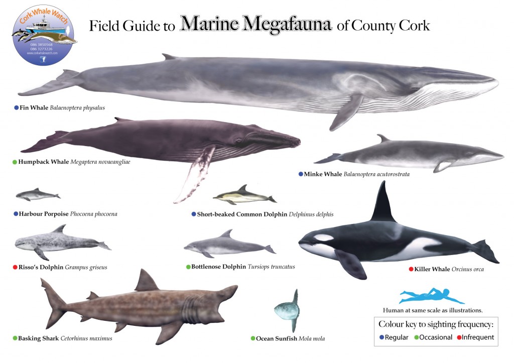 Marine Megafauna of Co. Cork