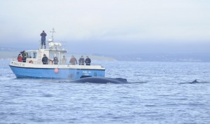 The Holly Jo, Cork Whale Watch, West Cork, Ireland