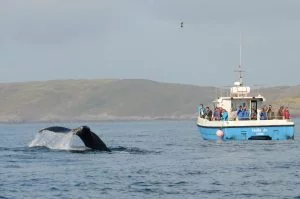whale watching tour orkney
