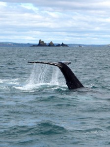 Humpback whale off the Stags on a whale watching trip in West Cork