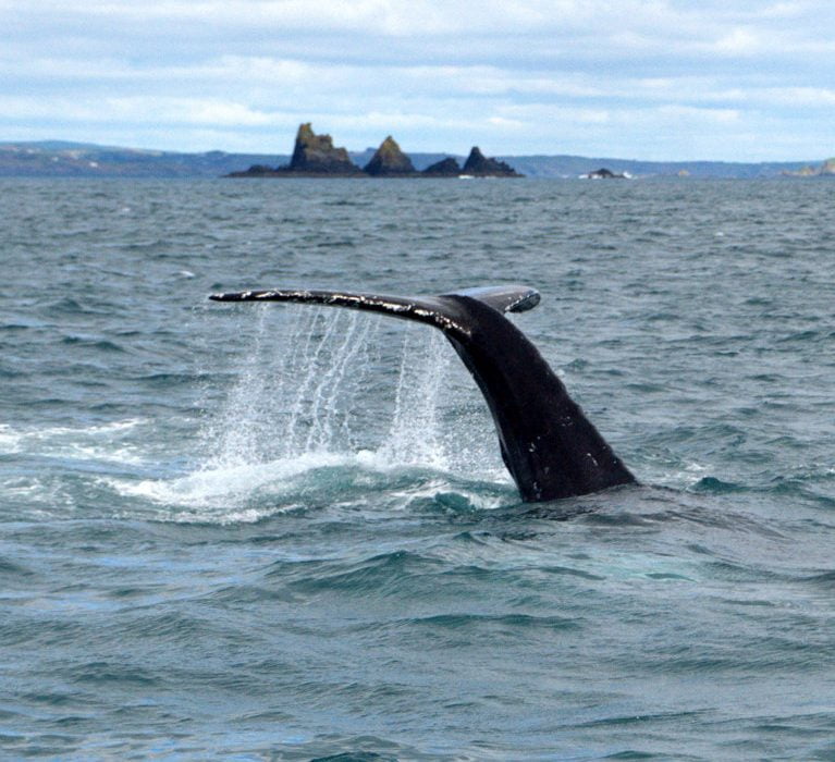 Humpback whale in front of the Stags on a whale watching trip off West Cork