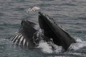 Whale Watching, West Cork, Humpback Whale