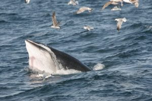 A feeding minke whale with seabirds, West Cork. © Padraig Whooley