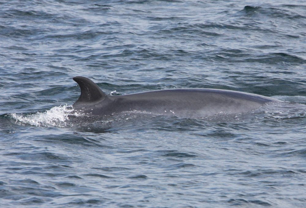 Another shot of a Minke whale from Saturday's trip
