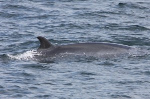 Another shot of a Minke whale from Saturday's trip