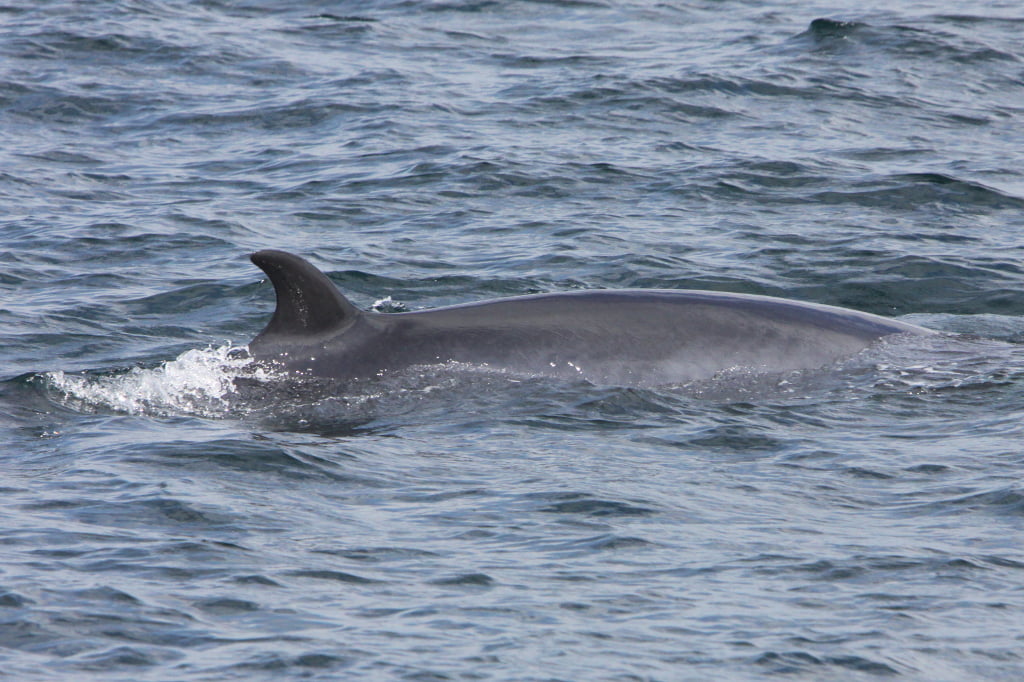 Whale watching… it all starts with plankton! — Whale watching in West ...