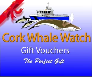 Whale Watching Gift Vouchers from Cork Whale Watch, West Cork, Ireland