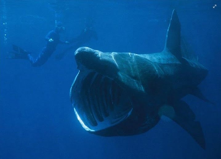 A large basking shark