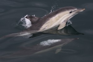 Short beaked common dolphins were abundant in West Cork since May, © Pádraig Whooley.