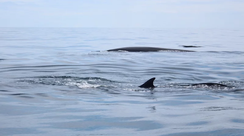 Fin whales, West Cork 7th Aug 2014 © Colin Barnes