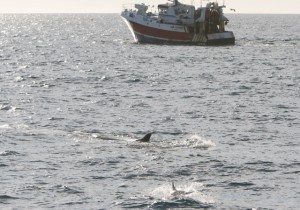 Fin whale with common dolphins chasing dwindling sprat stocks in West Cork