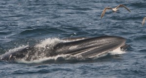 Fin whale lunge feeding on sprats, West Cork Winter 2007