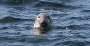 Grey seal, West Cork by Padraig Whooley