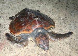 Juv Loggerhead turtle, Wexford Jan 2008, Tony Murray, NPWS