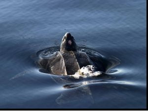 Leatherback turtle, West Cork 13-14 Jul 06 Ian Slevin