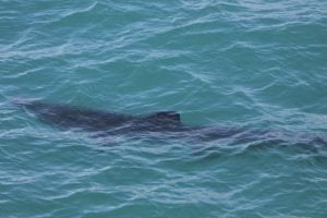 Basking shark, 31st March 2016, another season first for West Cork. 