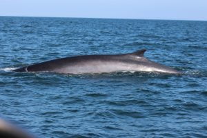 The planet's 2nd largest animal