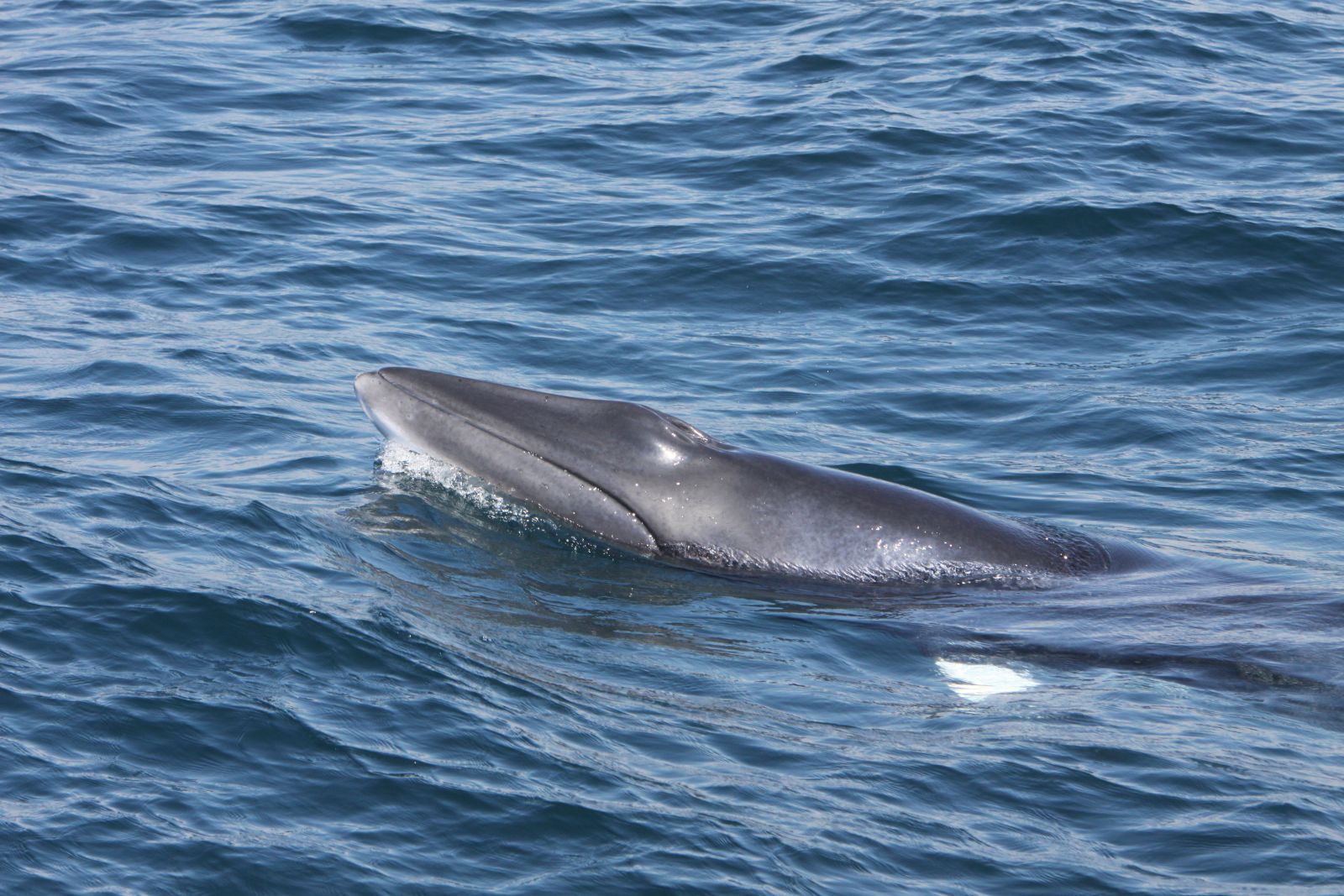 Spring time and the start of the Whale Watch season in West Cork ...