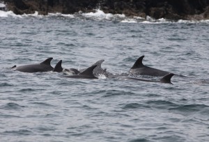 Bottlenose dolphins in Castlehaven Harbour  