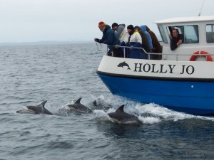 Bow-riding common dolphins 