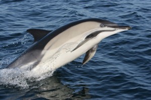 Common dolphins 