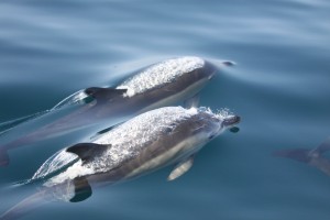 Common dolphins 