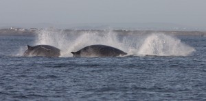 Fin whales on the move 
