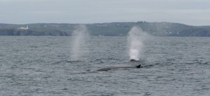 Fin whales off Galley Head, West Cork  