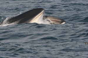 Feeding fin whale 