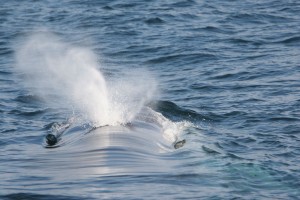 Surfacing fin whale  