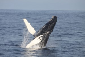 Breaching humpback whale  