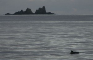 Harbour porpoise in front of The Stags, West Cork 