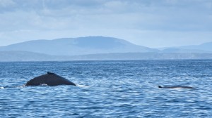 Humpback and minke whale 