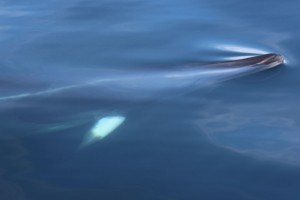 Minke whale 