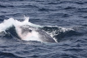 Minke whale lunge feeding 