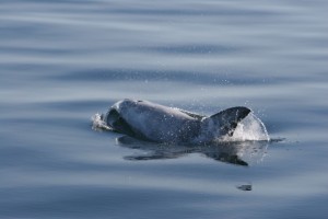 Risso's dolphin 